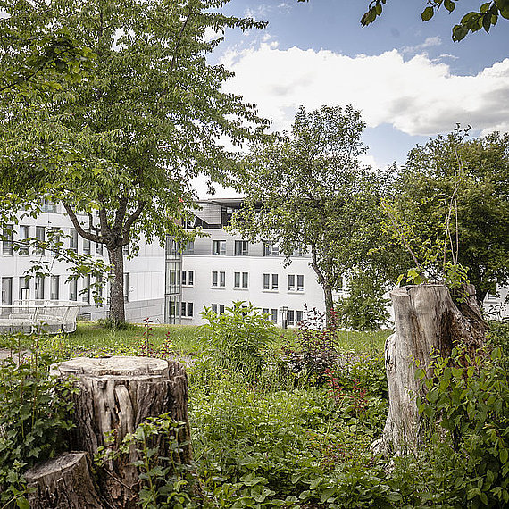 Bäume im Klinikgarten Bäume im Klinikgarten